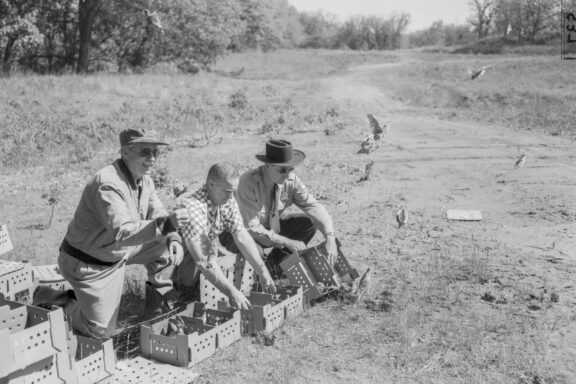 In May 1957, Coturnix quail are released at the Schramm Area by the Omaha Fish and Wildlife Club. Of all attempts to introduce exotic game birds, only the pheasant has met widespread success.
