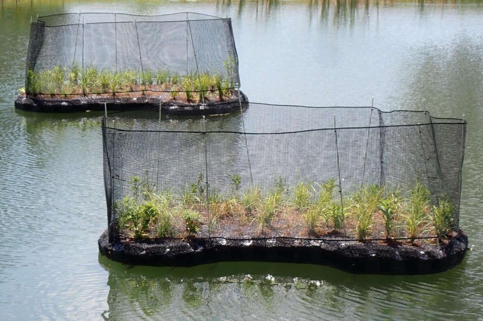 Closer view of vegetation mats anchored over deep water.