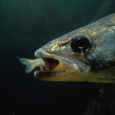 Underwater shot of walleye capturing minnow.