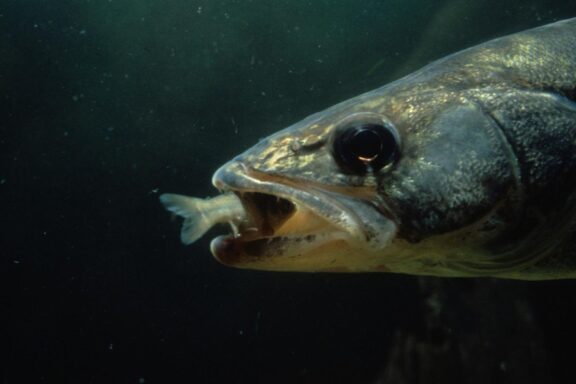 Underwater shot of walleye capturing minnow.