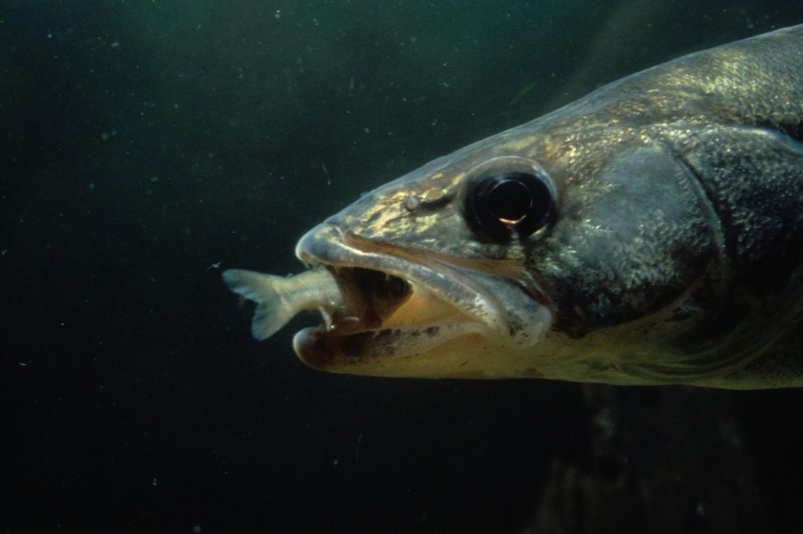 Underwater shot of walleye capturing minnow.