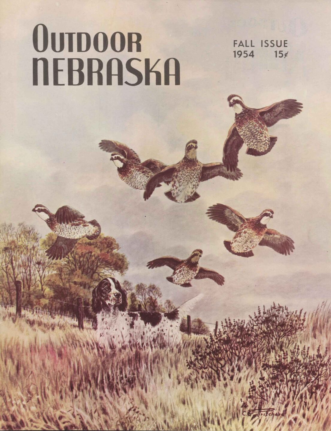 Fall 1954 cover of Outdoor Nebraska Magazine showing an illustration of a English springer spaniel flushing a covey of quail by Bud Pritchard.