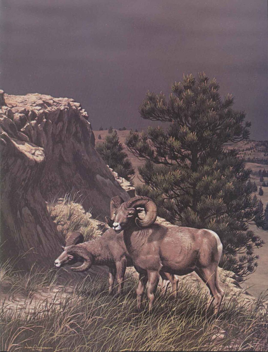 Illustration of bighorn sheep by Neal Anderson.