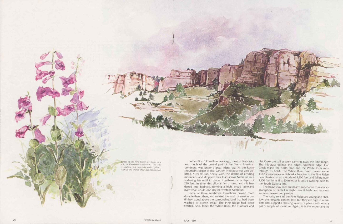 Painting by Michele Angle Farrar showing buttes of the Pine Ridge and showy shell-leaf penstemon.