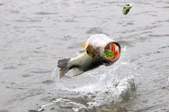 A largemouth bass leaps out of the water with a topwater lure in its mouth.