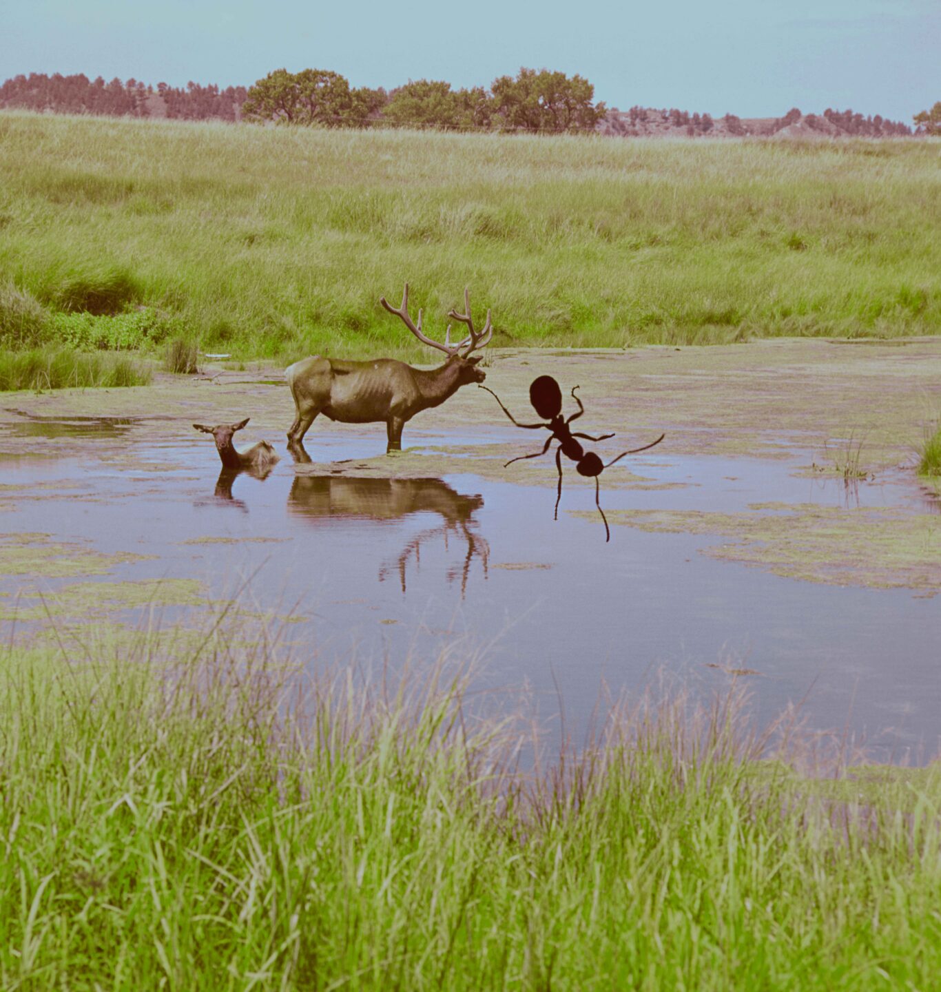 Today, photographers battle dust on the sensors of their digital cameras. In the late 1960s or early 1970s, Lou Ell stalked these elk on the Fort Niobrara National Wildlife Refuge with his Graflex Speed Graphic camera, not knowing until the sheet film was developed that an ant had hitched a ride in the camera.