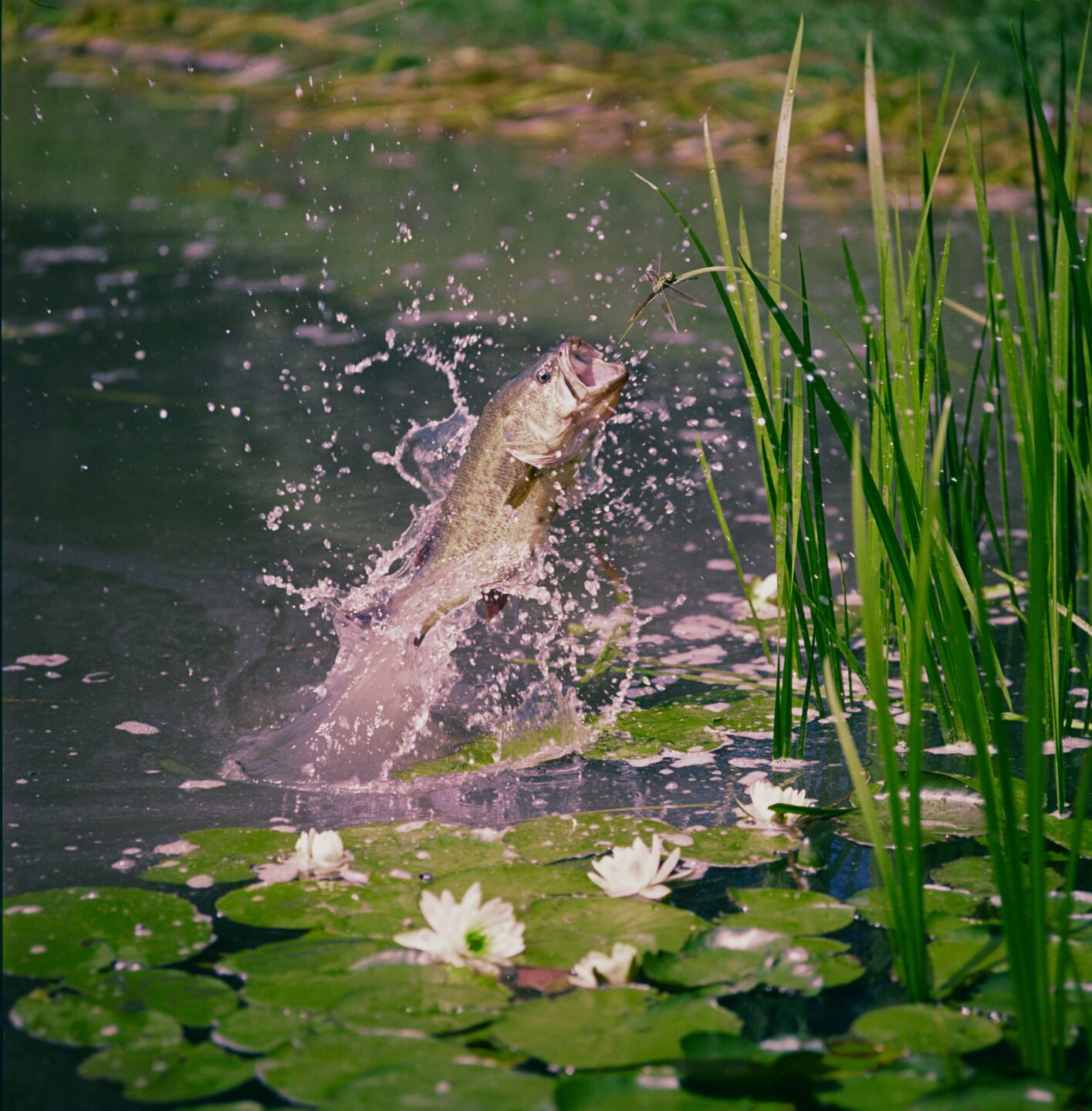 Lou Ell staged several jumping fish photos, including this one for the April 1966 cover. Current AI technology was used to remove the color shift from the old transparency and sharpen the photo.