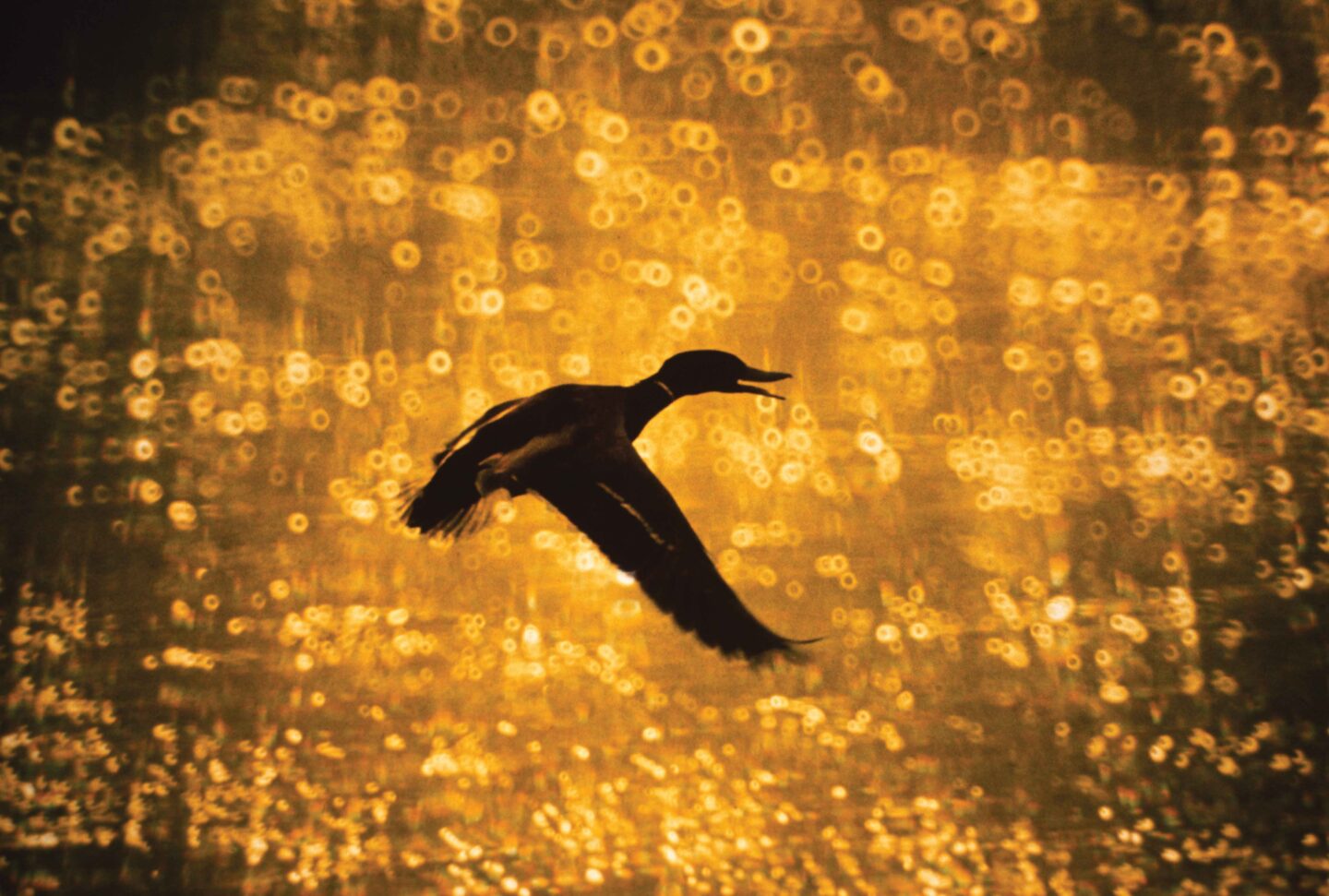 The tell-tale circular highlights show Greg Beaumont used a mirror reflex lens similar to a telescope to capture this image of a duck on the Crescent Lake National Wildlife Refuge in the early 1970s.