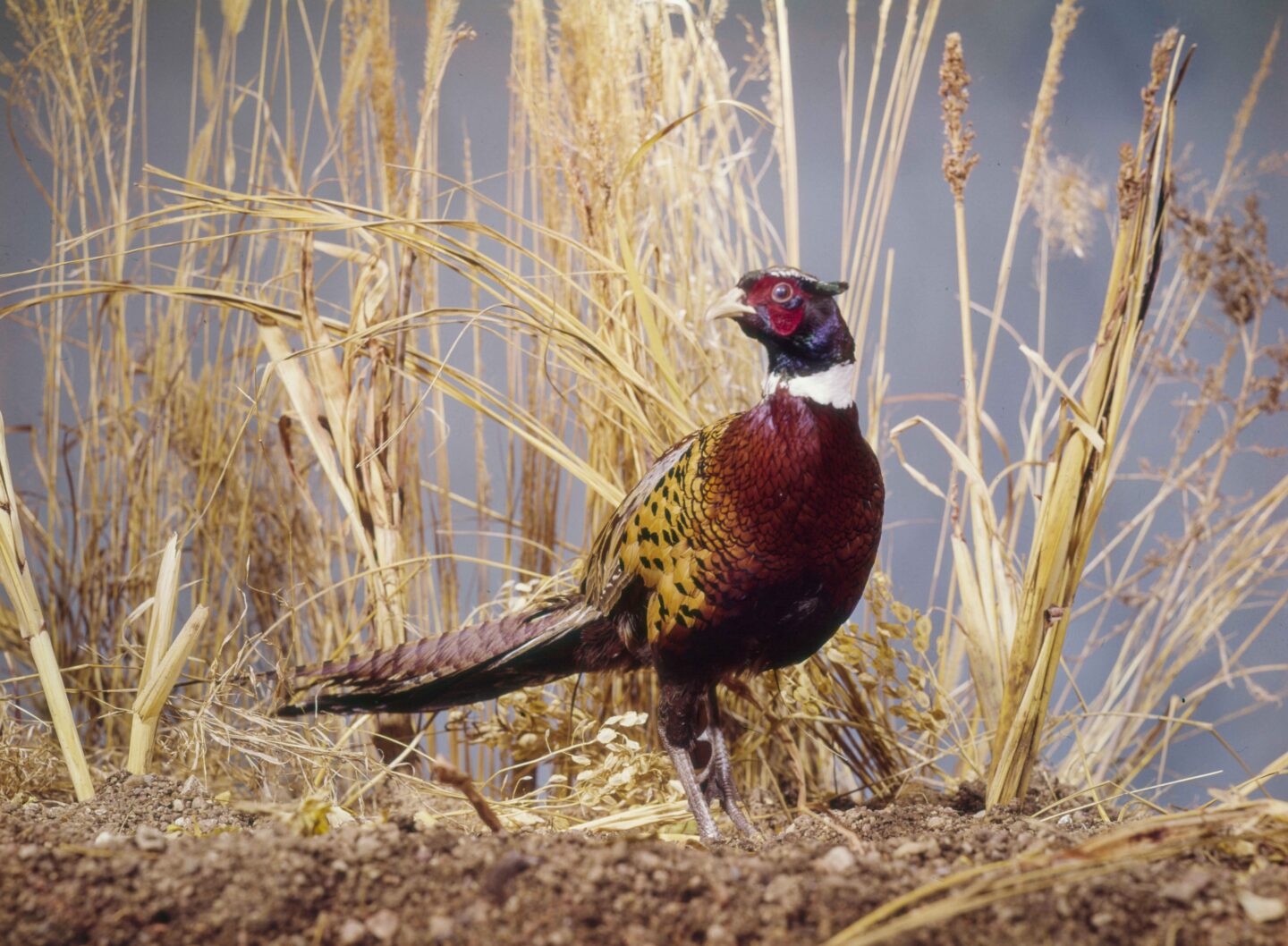 Gene Hornbeck photographed a mounted pheasant in the studio for the September 1966 cover.