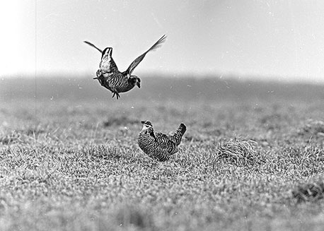 A 3 1/4 x 4 1/4 sheet of film shows prairie chickens captured by Lou Ell with a Graflex Speed Graphic camera.