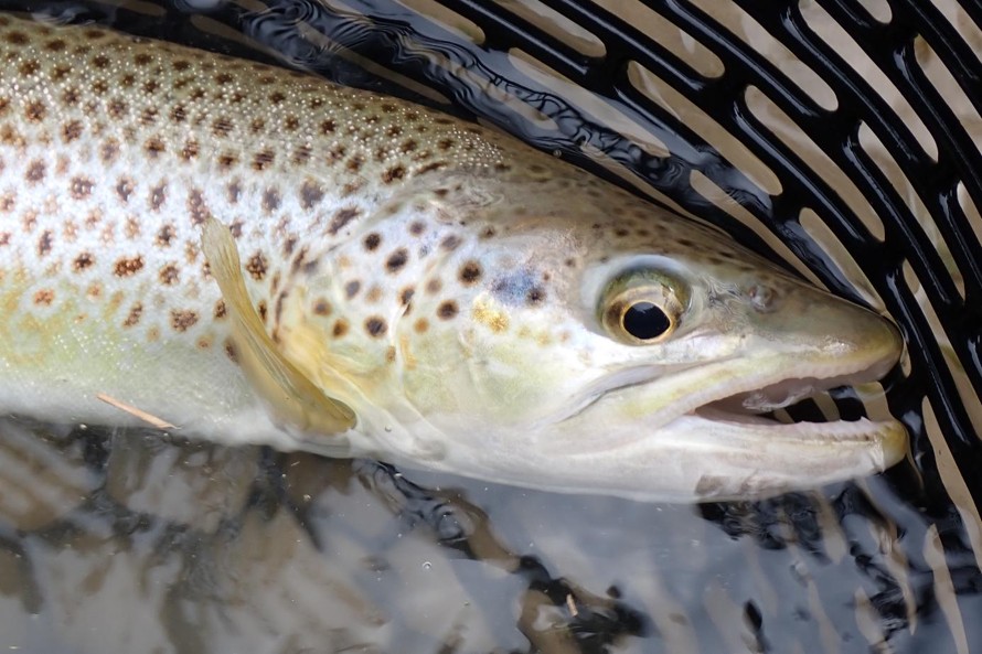 Close up of a brown trout