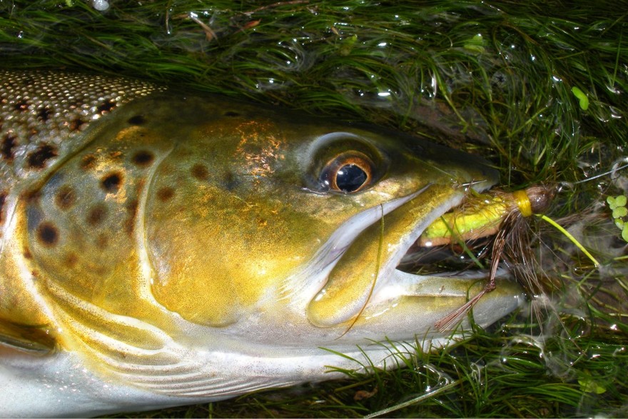 Brown trout with foam 'hopper in mouth. Daryl Bauer photo, Nebraska Game & Parks Commission.