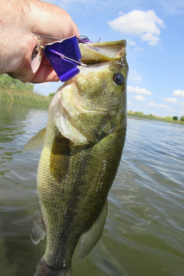Angler holding largemouth bass; buzzbait in mouth.
