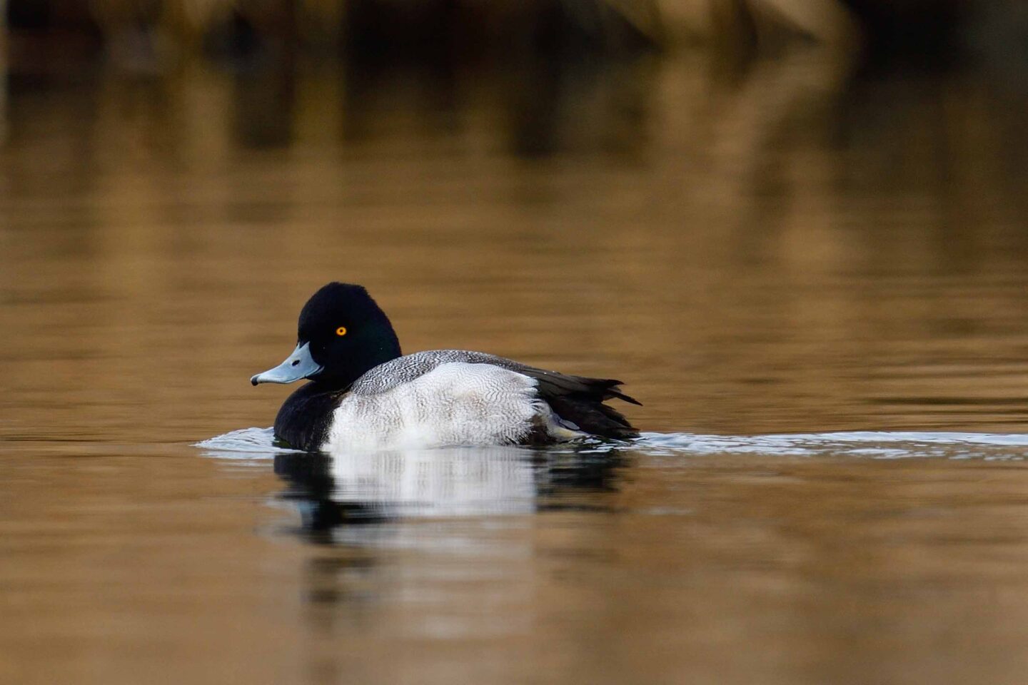This lesser scaup was photographed in Lincoln in Lancaster County. 