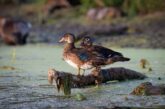 A juvenile drake wood duck stands on a log next to a hen wood duck at Holmes lake in Lancaster county.
