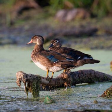 A juvenile drake wood duck stands on a log next to a hen wood duck at Holmes lake in Lancaster county.