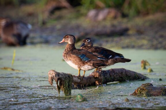 A juvenile drake wood duck stands on a log next to a hen wood duck at Holmes lake in Lancaster county.