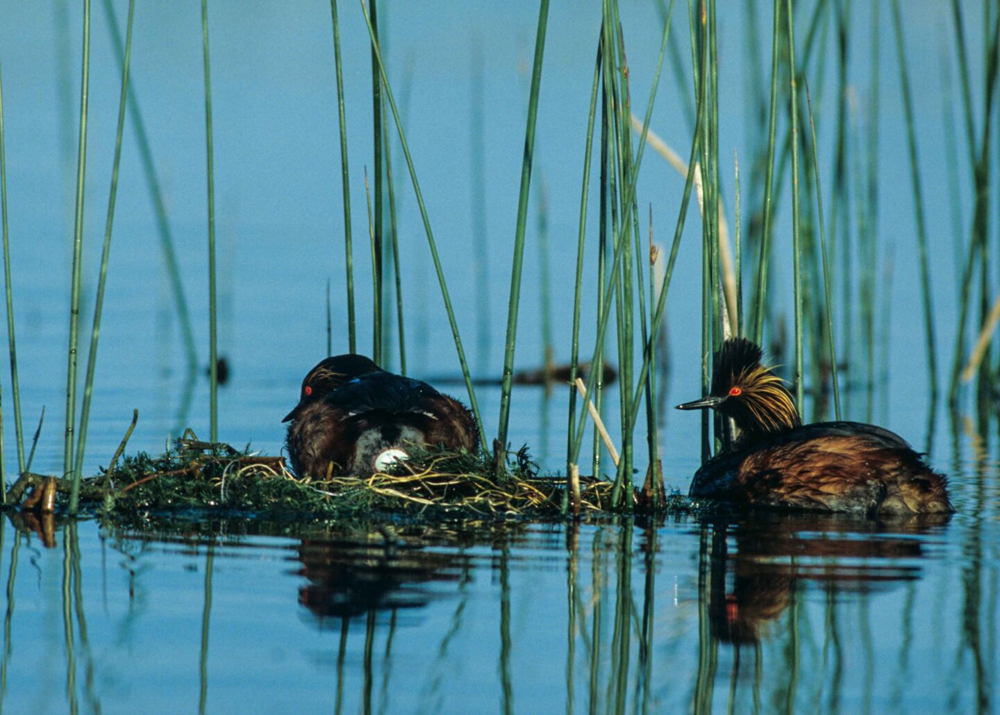 Farrar said this photo of an eared grebe laying an egg in a Sandhills marsh was his “all-time high.”