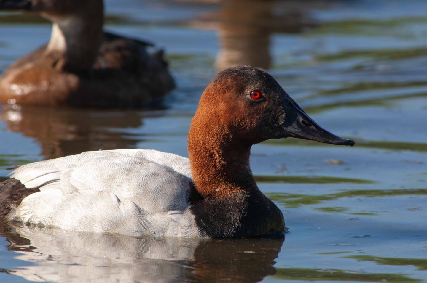 This male canvasback duck was photographed northwest of Grand Island. 