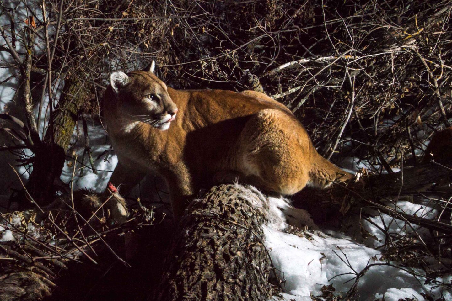 Haag began using a camera trap with external flashes to capture wildlife photos 24/7 in 2015. The tool is practically the only way to photograph reclusive species like mountain lions.
