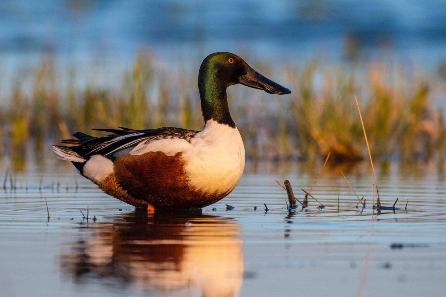 Male northern shoveler at Snus Lake in Dawes County. 