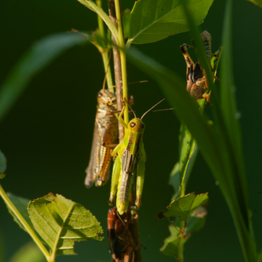 Several grasshoppers on blades of grass.
