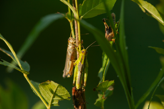 Several grasshoppers on blades of grass.