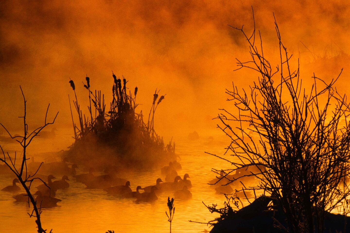 Rocky Hoffmann found Canada geese and mallards swimming through steam fog on the North Platte River on a cold winter morning.
