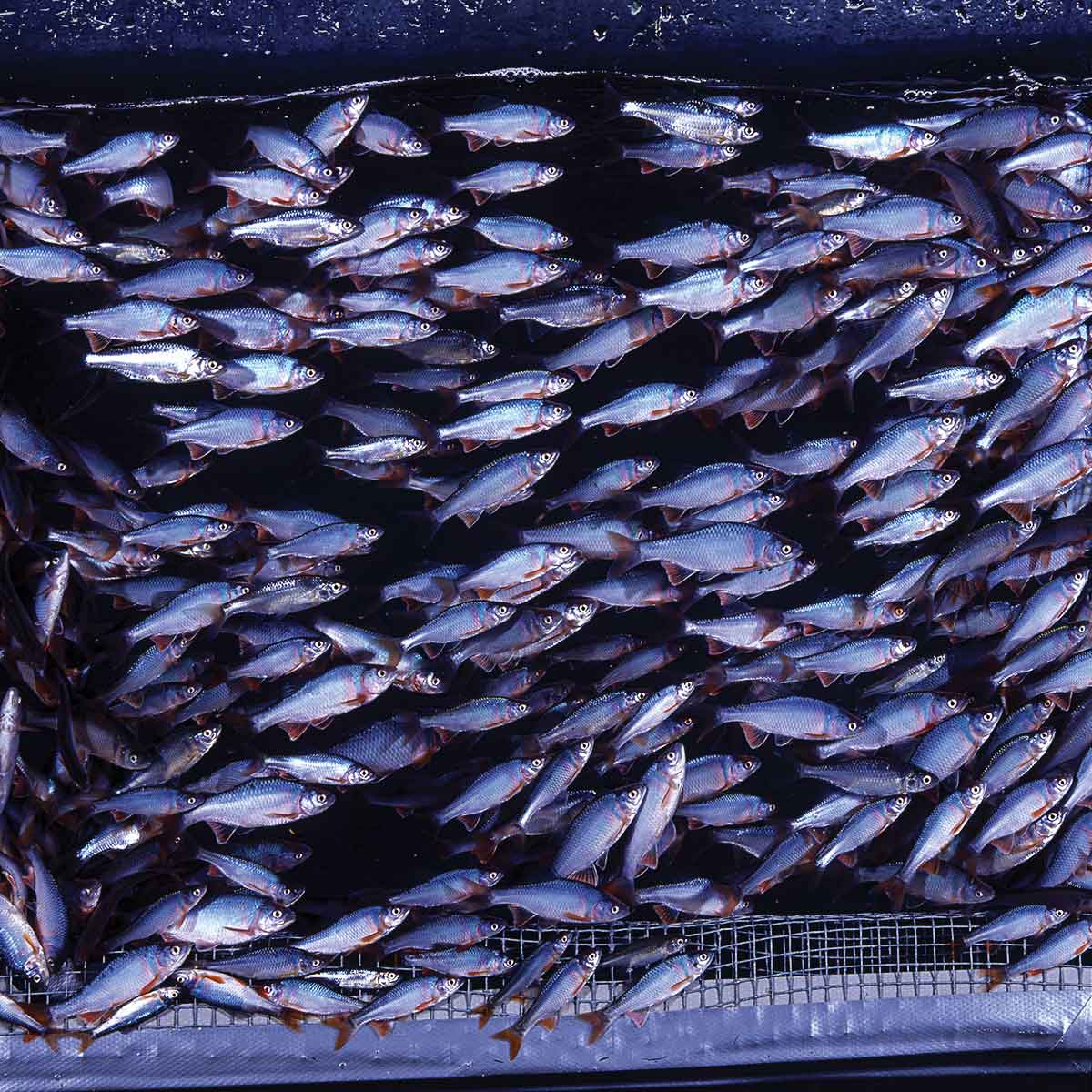 Bouc’s studio photo of male red shiners in spawning colors graced the cover of The Fish Book in 1987.