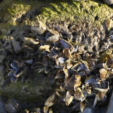 Zebra mussels on a rock.