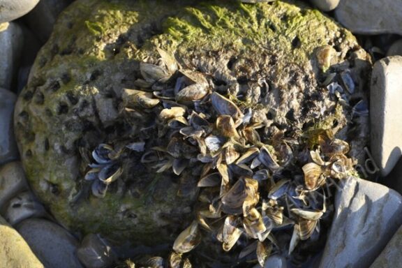 Zebra mussels on a rock.