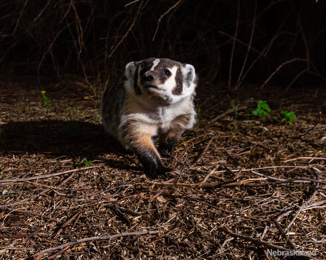 Nebraska's wildlife never stops and photographer, Justin Haag knows it!

Wildlife photography comes with many missed chances, but when you get the shot it's all worth it.

Photo by @ridgerunner308

#Nebraskaland