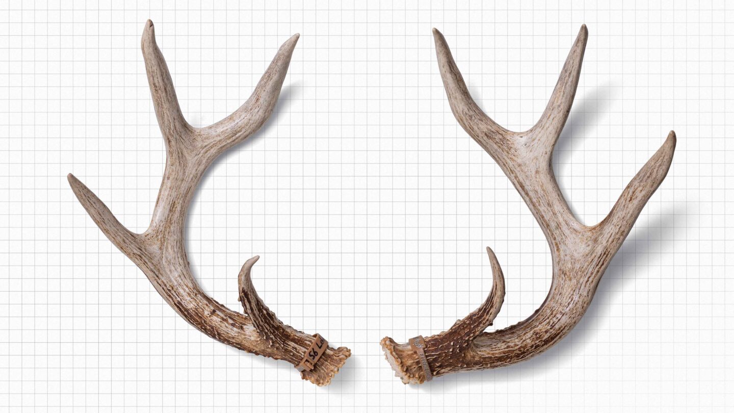 Antler sheds from a white-tailed deer.