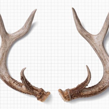 Antler sheds from a white-tailed deer.