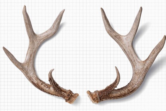 Antler sheds from a white-tailed deer.