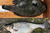 Mash up of hybrid sunfish and silver carp bowfishing record fish. Nebraska Game & Parks Commission.