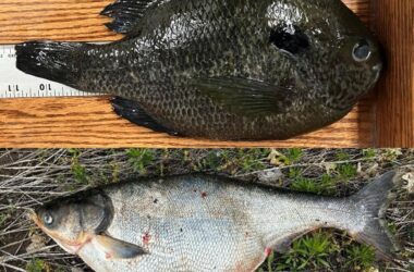 Mash up of hybrid sunfish and silver carp bowfishing record fish. Nebraska Game & Parks Commission.