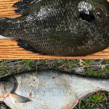 Mash up of hybrid sunfish and silver carp bowfishing record fish. Nebraska Game & Parks Commission.
