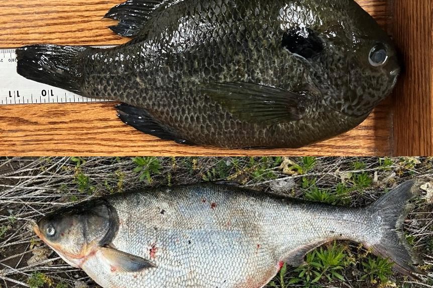 Mash up of hybrid sunfish and silver carp bowfishing record fish. Nebraska Game & Parks Commission.