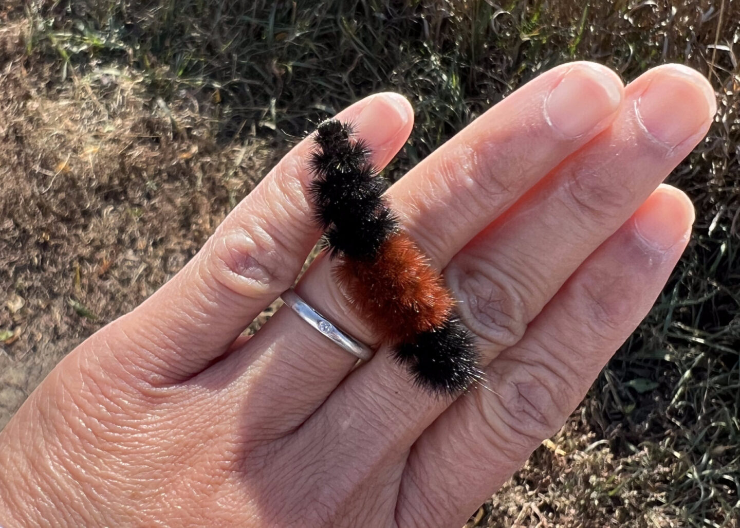 Banded woolly bear caterpillar