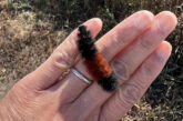 Banded woolly bear caterpillar