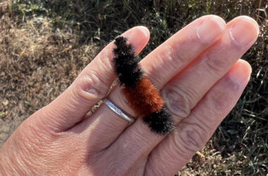 Banded woolly bear caterpillar