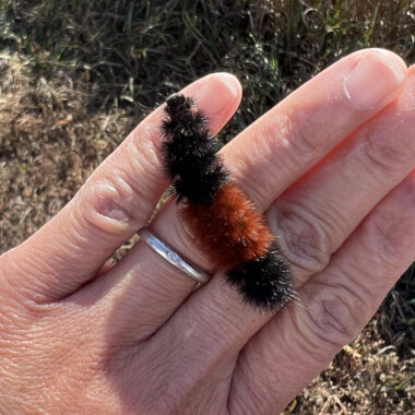 Banded woolly bear caterpillar