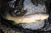 Brown trout in landing net. Photo by Daryl Bauer, Nebraska Game & Parks Commission.