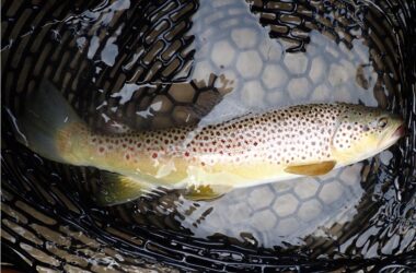 Brown trout in landing net. Photo by Daryl Bauer, Nebraska Game & Parks Commission.