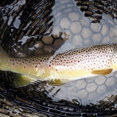 Brown trout in landing net. Photo by Daryl Bauer, Nebraska Game & Parks Commission.
