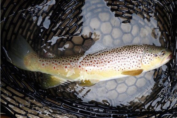 Brown trout in landing net. Photo by Daryl Bauer, Nebraska Game & Parks Commission.