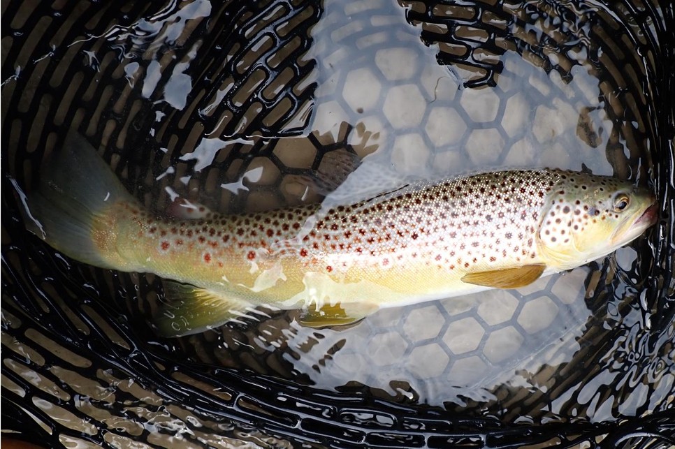 Brown trout in landing net. Photo by Daryl Bauer, Nebraska Game & Parks Commission.