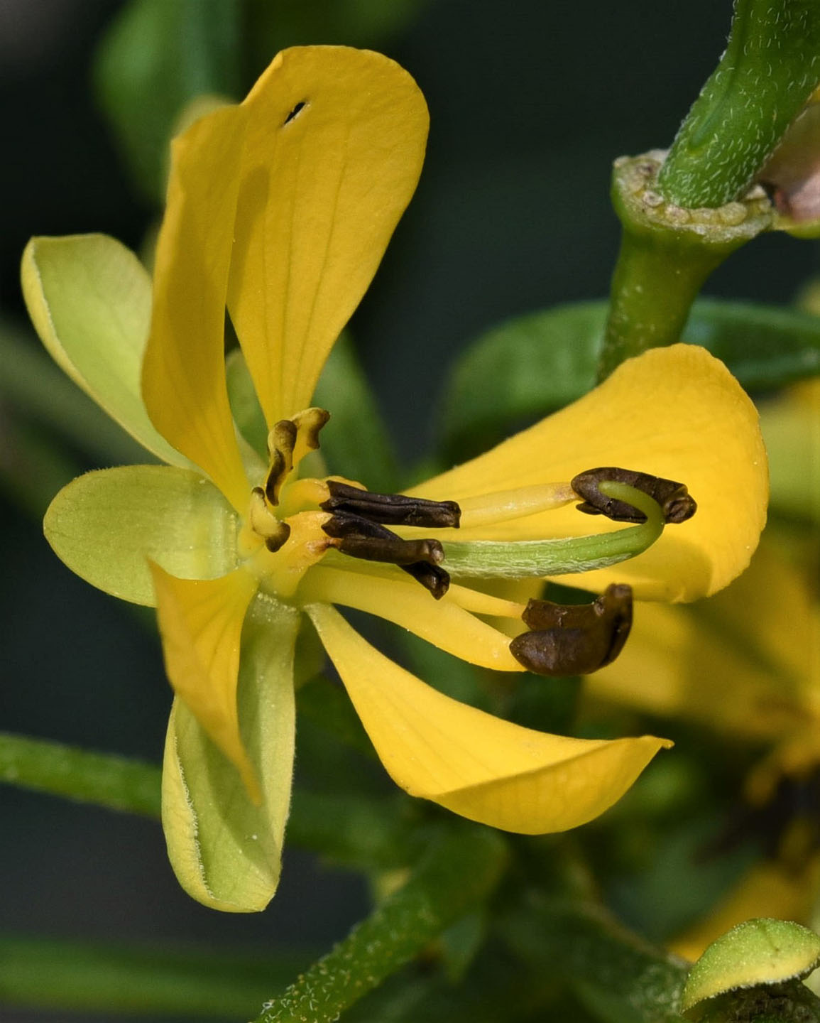 Wild senna flower