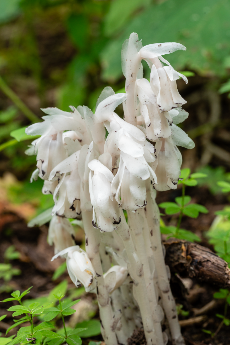 Scientific breakthroughs allow articles on subjects such as ghost plant, a chlorophyll-free plant with the bizarre ability to steal nutrients from soil fungi.
